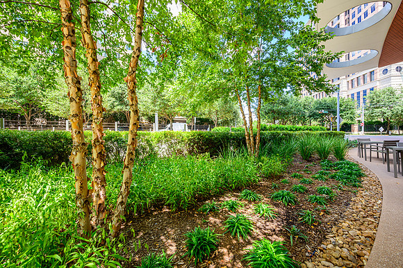 McKinney & Olive